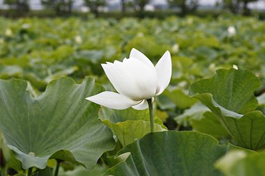Kore parkında açan bir çiçek.