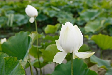 Kore parkında açan bir çiçek.