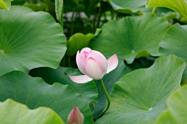 Kore parkında açan bir çiçek.