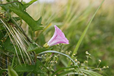 Kore parkının manzarası..