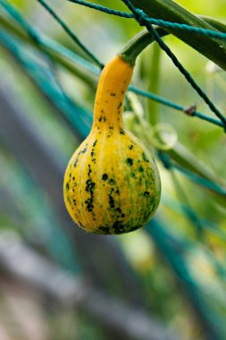 Bahçede yeşil balkabağı