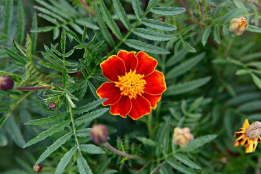 portakal çiçeği, calendula officinalis