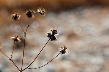 Bahçedeki güzel çiçekler