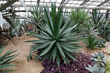 Bahçedeki yeşil kaktüs