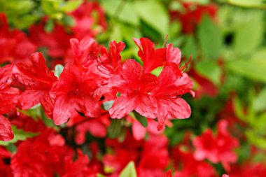 Bahçedeki güzel kırmızı çiçekler