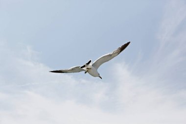 Martı gökyüzünde uçuyor.