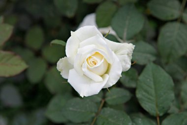 Bahçedeki beyaz güller.