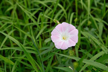 Bahçedeki güzel çiçekler