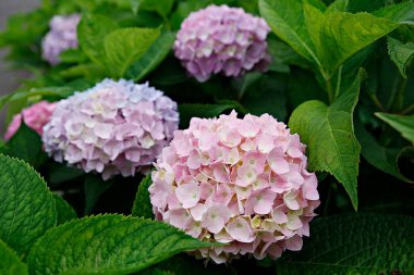 Bahçedeki güzel ortanca çiçeği