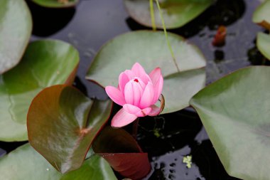 Gölette güzel nilüfer çiçeği