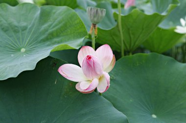 Bahçedeki nilüfer çiçeği