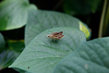 Yeşil arka planda güzel bir kelebeğin yakın plan çekimi.