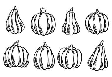 Kabaklar oymacılıkta, çizgiler çizilmiş vektör çizimleri. Sonbahar hediyeleri, Cadılar Bayramı, Şükran Günü. Vektör illüstrasyonu