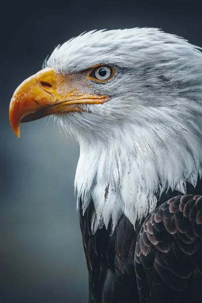 Kel Kartal (Haliaeetus leucocephalus) bu yırtıcının başının ayrıntıları