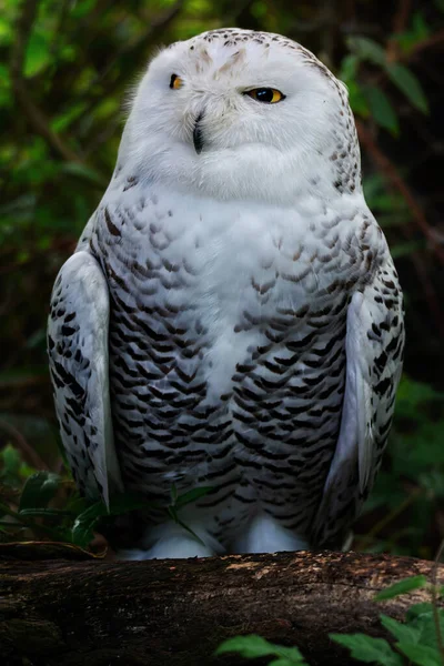 Karlı Baykuş (Bubo scandiacus) detaylı portresi