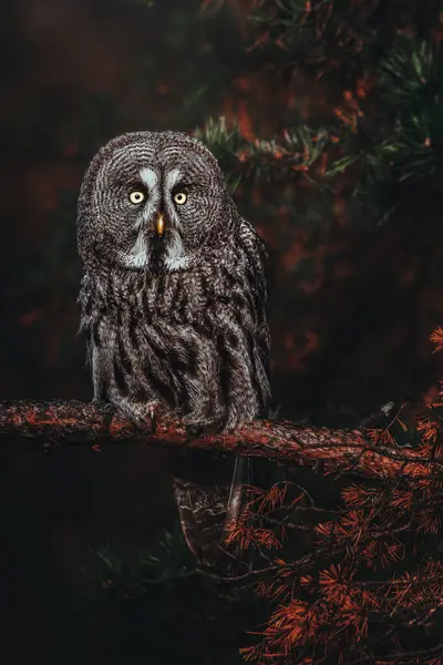 Büyük Gri Baykuş (Strix nebulosa)