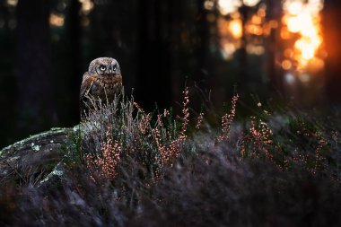 Avrasya baykuşu (Otus vuruyor))