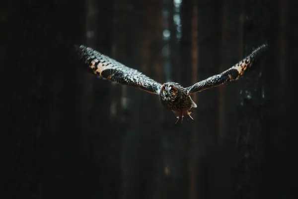 uzun kulaklı baykuş (ASIO otus)