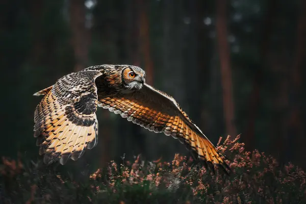 Ormanda yüzen Bengal kartalı baykuşu (Bubo bengalensis)