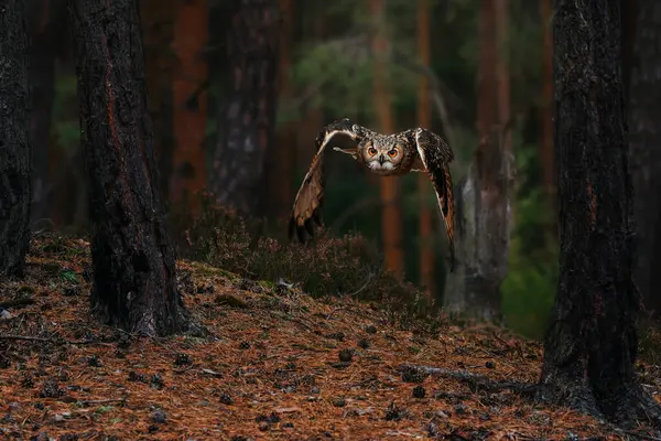Ormanda yüzen Bengal kartalı baykuşu (Bubo bengalensis)
