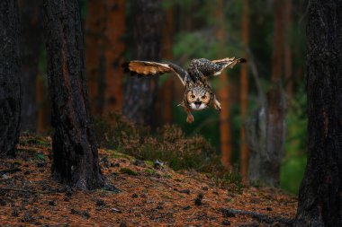 Ormanda yüzen Bengal kartalı baykuşu (Bubo bengalensis)