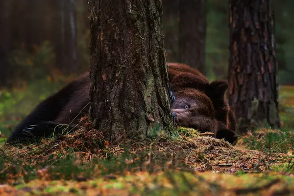 Kamçatka boz ayı (Ursus arctos beringianus