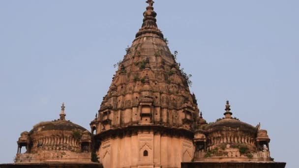 Reggeli Kilátás Royal Cenotaphs Chhatris Orchha Madhya Pradesh India Orchha — Stock videók
