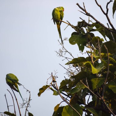 Ağaçtaki yeşil papağanlar Orchha, Madhya Pradesh, Hindistan Kraliyet Cenotapları 'ndaki Chhatris, yeşil papağanlar, tropikal doğanın yeşil papağanları.