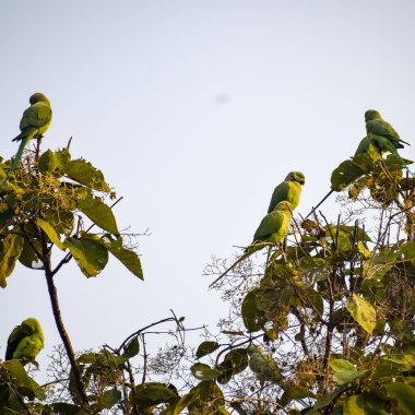 Ağaçtaki yeşil papağanlar Orchha, Madhya Pradesh, Hindistan Kraliyet Cenotapları 'ndaki Chhatris, yeşil papağanlar, tropikal doğanın yeşil papağanları.