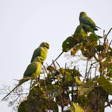 Ağaçtaki yeşil papağanlar Orchha, Madhya Pradesh, Hindistan Kraliyet Cenotapları 'ndaki Chhatris, yeşil papağanlar, tropikal doğanın yeşil papağanları.
