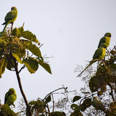 Ağaçtaki yeşil papağanlar Orchha, Madhya Pradesh, Hindistan Kraliyet Cenotapları 'ndaki Chhatris, yeşil papağanlar, tropikal doğanın yeşil papağanları.