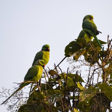 Ağaçtaki yeşil papağanlar Orchha, Madhya Pradesh, Hindistan Kraliyet Cenotapları 'ndaki Chhatris, yeşil papağanlar, tropikal doğanın yeşil papağanları.