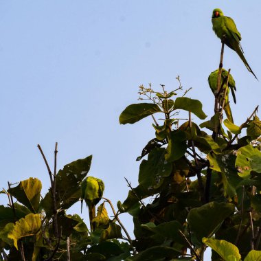 Ağaçtaki yeşil papağanlar Orchha, Madhya Pradesh, Hindistan Kraliyet Cenotapları 'ndaki Chhatris, yeşil papağanlar, tropikal doğanın yeşil papağanları.