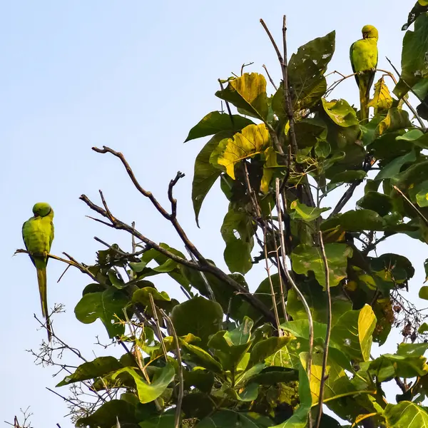 stock image Green parrots on tree at Royal Cenotaphs Chhatris of Orchha, Madhya Pradesh, India, Beautiful couple of Green parrots, Green parrot wildlife of tropical nature during early morning