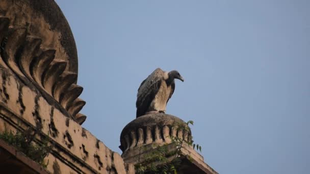 Avvoltoio Indiano Avvoltoio Becco Lungo Gyps Indicus Close Ritratto Royal — Video Stock