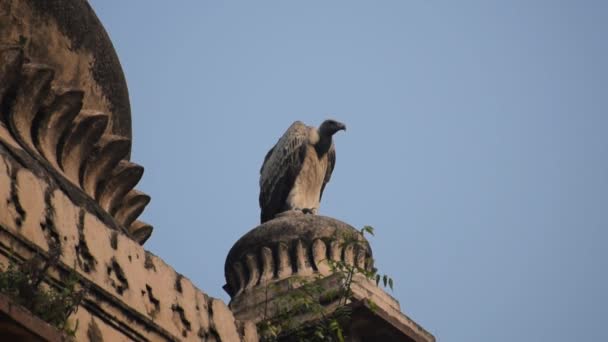 Indian Vulture Long Billed Vulture Gyps Indicus Close Resotaphs Royal — стокове відео