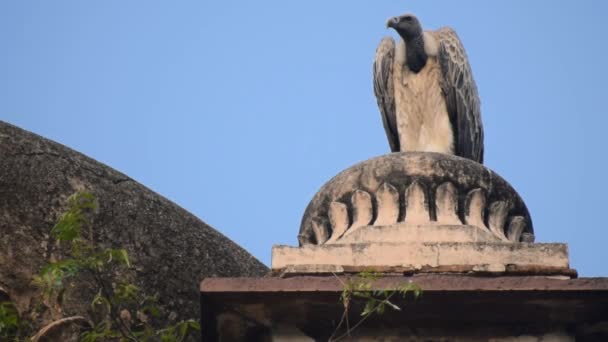 Indian Vulture Long Billed Vulture Gyps Indicus Close Resotaphs Royal — стокове відео