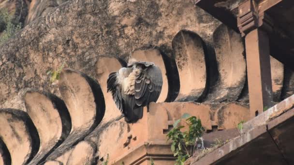 Vulture India Atau Burung Pemakan Bangkai Yang Panjang Atau Gyps — Stok Video