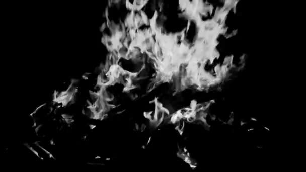 黑色背景上的火 黑色背景上的火 黑色和白色背景上的火 美丽的 燃烧着的火 木制和牛粪的火 黑色和白色篝火 — 图库视频影像