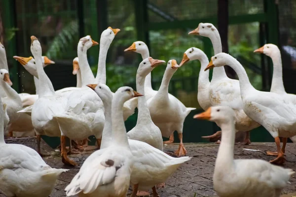 Close up White ducks inside Lodhi Garden Delhi India, see the details and expressions of ducks during evening times