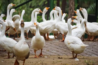 Close up White ducks inside Lodhi Garden Delhi India, see the details and expressions of ducks during evening times