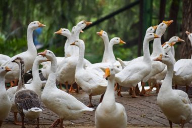 Close up White ducks inside Lodhi Garden Delhi India, see the details and expressions of ducks during evening times