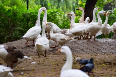 Close up White ducks inside Lodhi Garden Delhi India, see the details and expressions of ducks during evening times