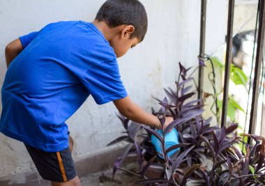 Şirin 5 yaşındaki Asyalı çocuk, ev balkonundaki saksıları suluyor. Bitkileri sularken küçük tatlı bir çocuğun doğaya olan sevgisi.