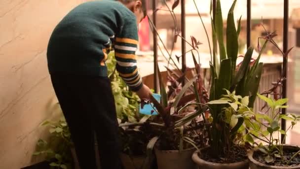 Cute Year Old Asian Little Boy Watering Plant Pots Located — Stock Video