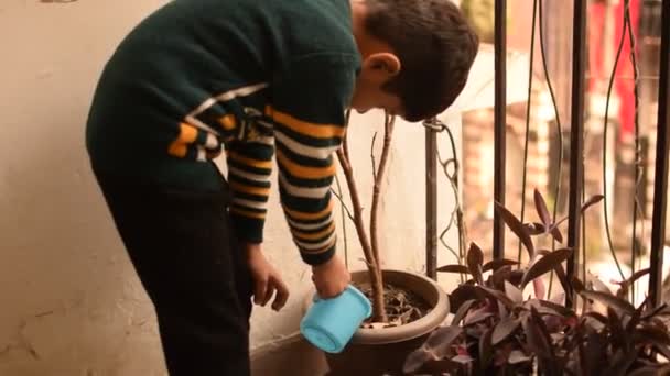 Милый Летний Азиатский Мальчик Поливает Растение Горшках Расположенных Доме Балкон — стоковое видео