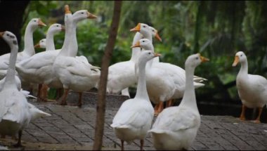 Lodhi Garden 'daki beyaz ördekleri kapatın Delhi Hindistan, akşam vakti ördeklerin ayrıntılarını ve ifadelerini görün