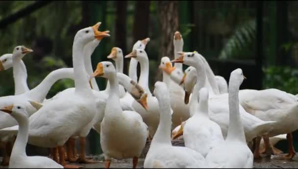 Close Weiße Enten Lodhi Garden Delhi Indien Sehen Sie Die — Stockvideo