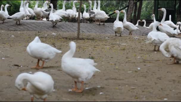 关闭印度德里Lodhi花园内的白鸭 查看夜晚鸭子的细节和表达方式 — 图库视频影像