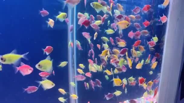 Beautiful Freshwater Aquarium Various Colourful Fishes Freshwater Aquarium Lot Fishes — Video Stock